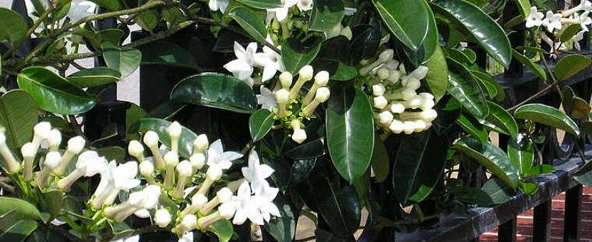 Les fleurs de Stephanotis sont également connues sous le nom de fleurs de jasmin de Madagascar