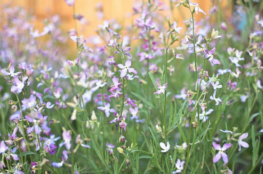 Les plantes mères parfumées sont faciles à cultiver à partir de graines en les semant directement