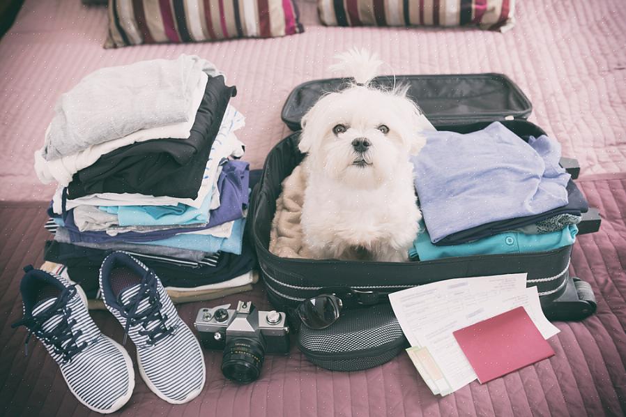 Il y a certainement des avantages à emmener votre chien de famille ou votre adorable chat en vacances
