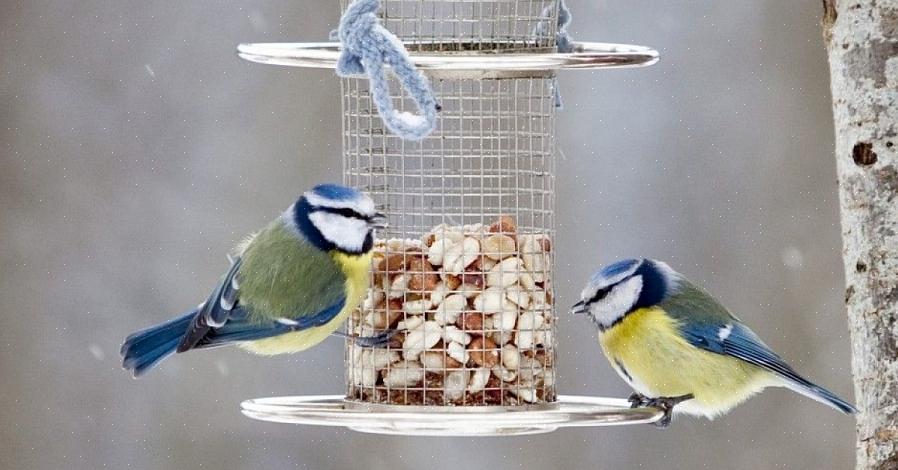L'alimentation des oiseaux présente de nombreux avantages dont les ornithologues amateurs peuvent profiter