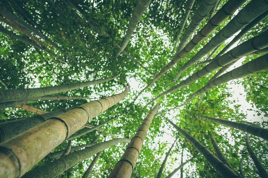 Les plantes de bambou ont des racines particulièrement longues qui pénètrent profondément dans le sol