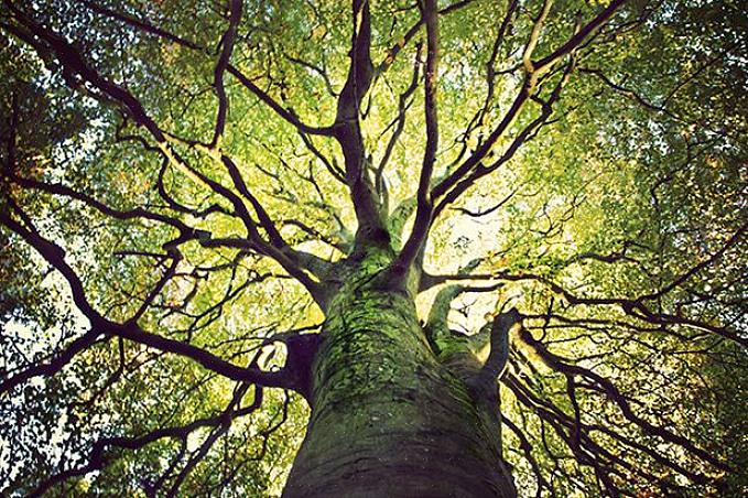 L'enregistrement ci-dessus pour le plus vieil arbre du monde concerne un seul arbre individuel ou non clonal