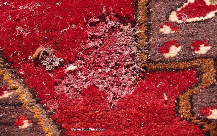 Les insecticides pour lutter contre les dendroctones des tapis ne devraient être utilisés qu'après