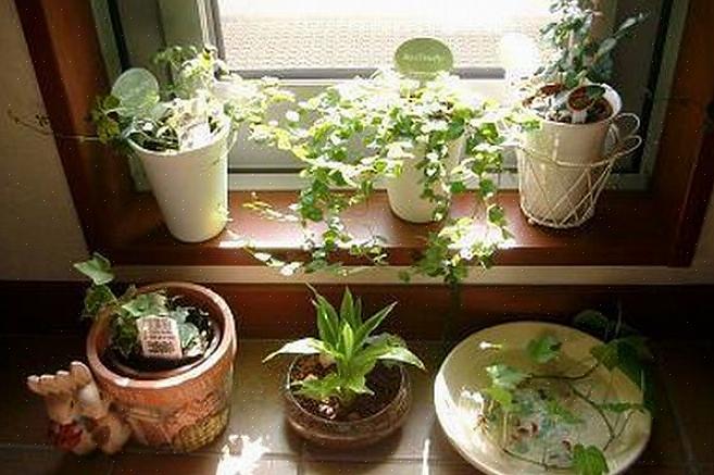 Nos experts en feng shui ont constaté que les plantes sont un bon feng shui pour la chambre à coucher