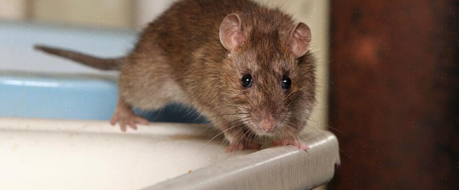 Les souris peuvent causer des dommages structurels aux maisons