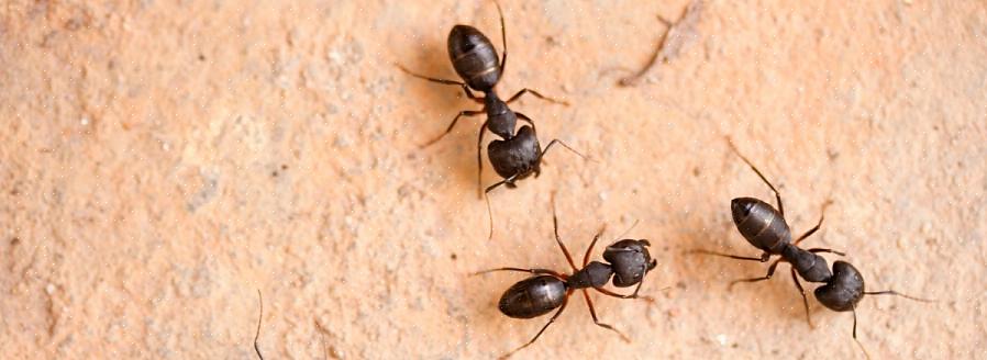 Les fourmis charpentières ont tendance à nicher à l'extérieur dans du bois mort