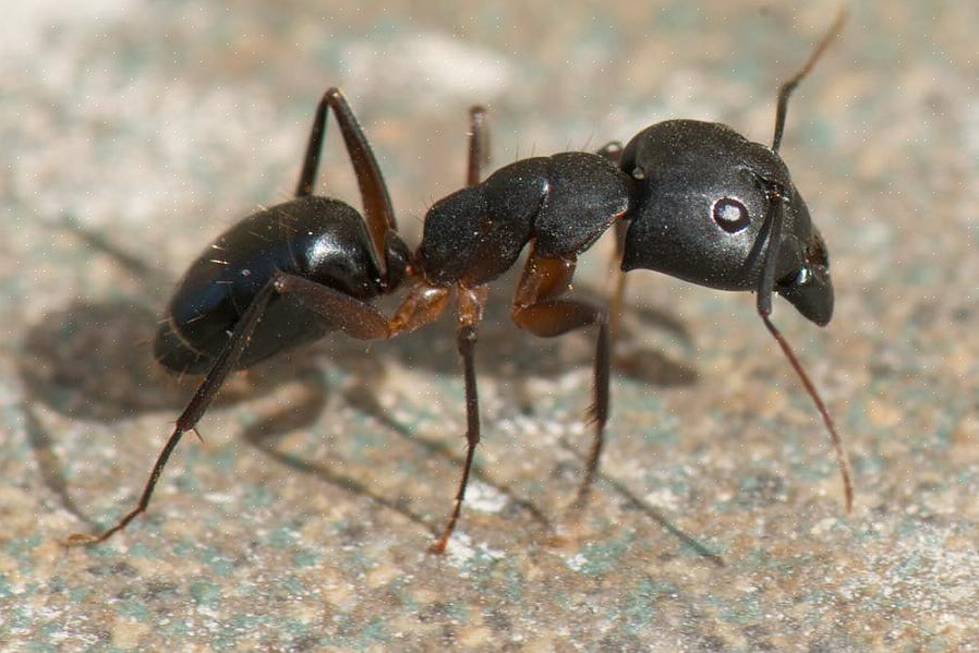 Les termites (qui ne sont pas vraiment des fourmis) qui ont des ailes