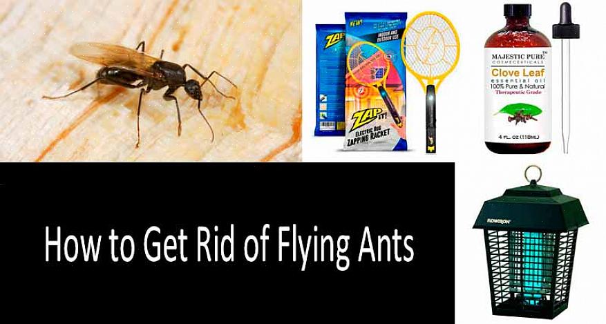 Le fipronil est utilisé pour lutter contre les fourmis de feu