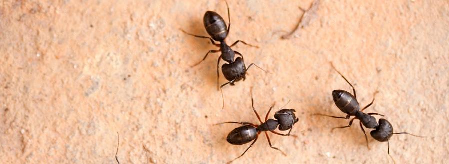 Les fourmis volantes ne sont pas une espèce unique