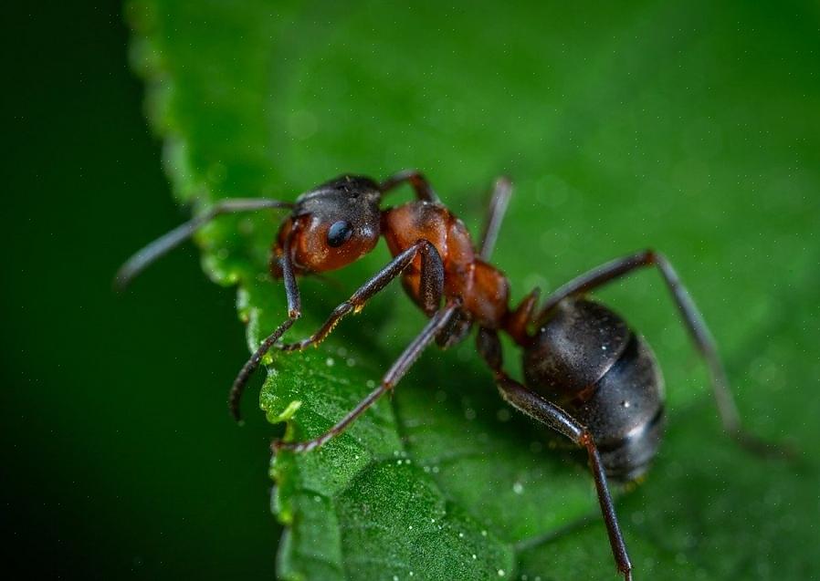 Seules les fourmis reproductrices ont des ailes