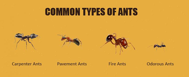 La fourmi des pavés est l'une des fourmis les plus courantes en Europe