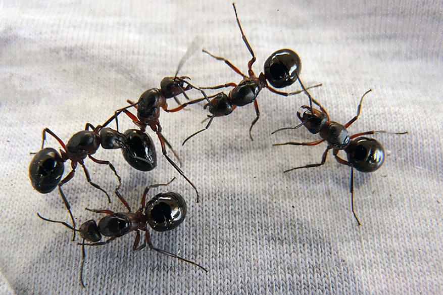 Les colonies de fourmis fantômes ont plusieurs reines