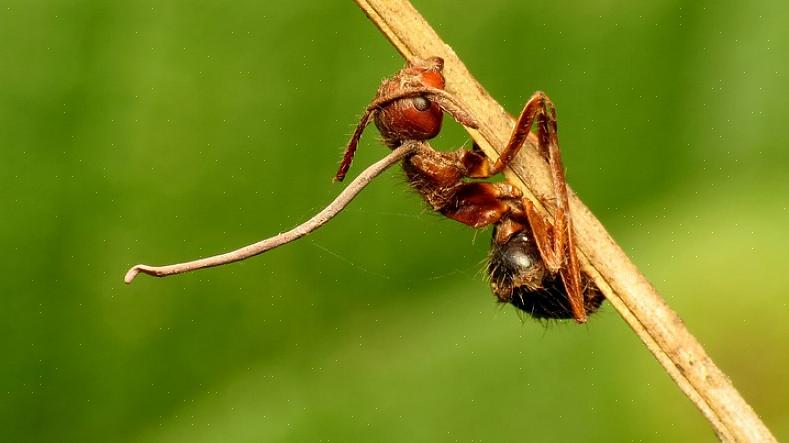 C'est pour cette raison que l'appât est l'option la plus efficace pour lutter contre les fourmis