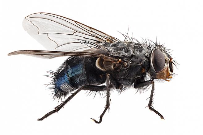 Les tapettes à mouches peuvent tuer un petit nombre de mouches