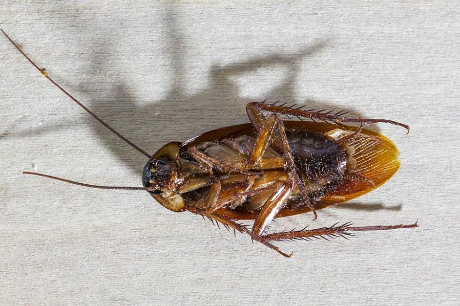 Les blattes sont des créatures rapides - elles peuvent courir jusqu'à trois miles par heure