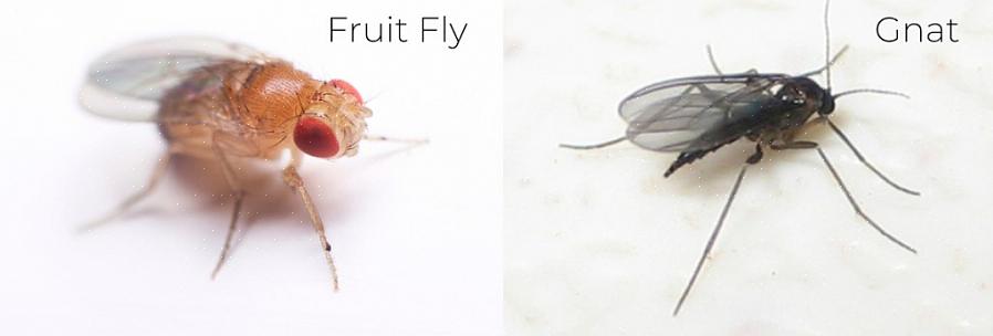 Nos efforts pour se débarrasser des mouches des fruits qui volent autour de notre visage