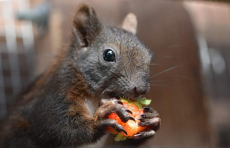 Garder les écureuils loin des mangeoires à oiseaux est une bataille d'esprit séculaire