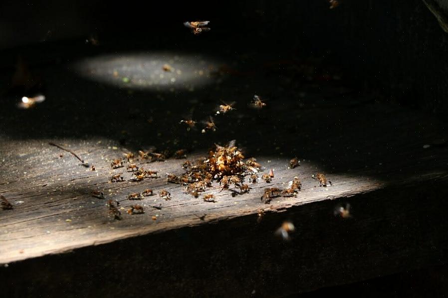 La connaissance des termites peut aider les propriétaires à détecter les problèmes