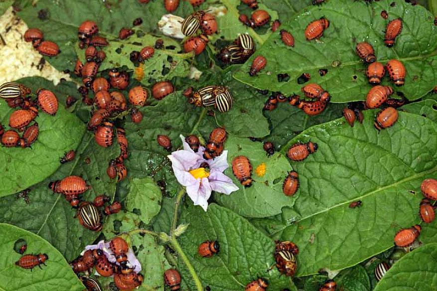 Le doryphore de la pomme de terre (Leptinotarsa decemlineata) est de loin le plus gros ravageur