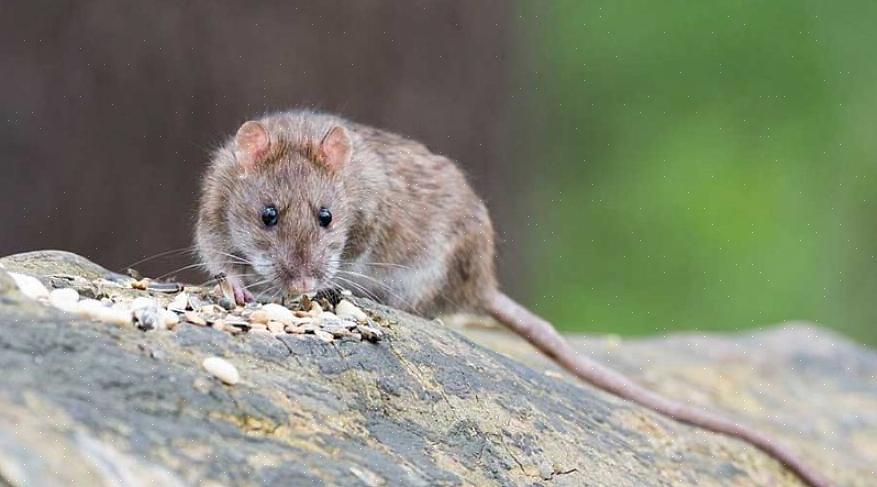 Les rats préfèrent principalement se nourrir de céréales