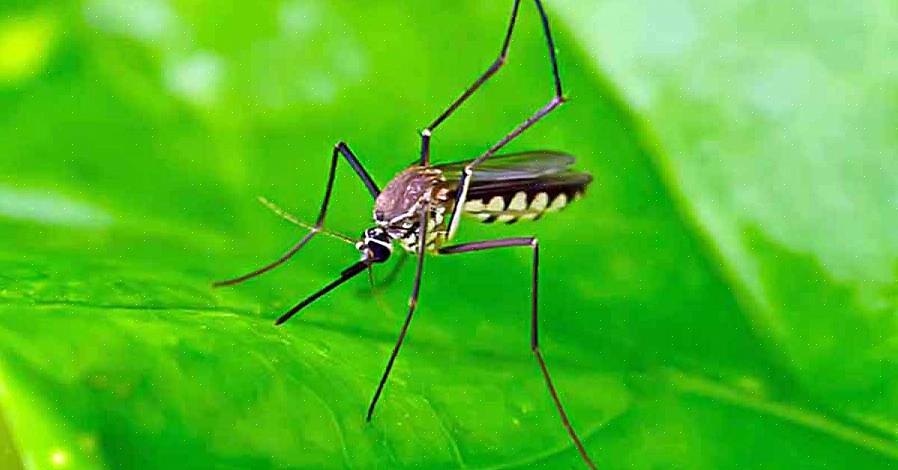 Le plus efficace utilisé dans les répulsifs contre les moustiques