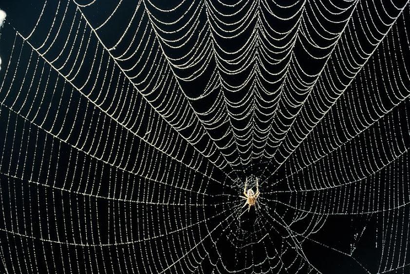 Les toiles irrégulières des araignées domestiques