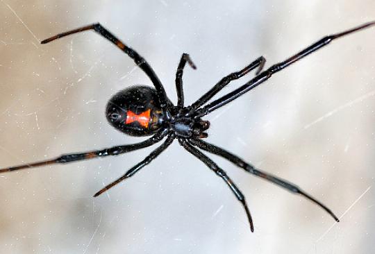 L'araignée de la maison européenne est une araignée à pattes de peigne