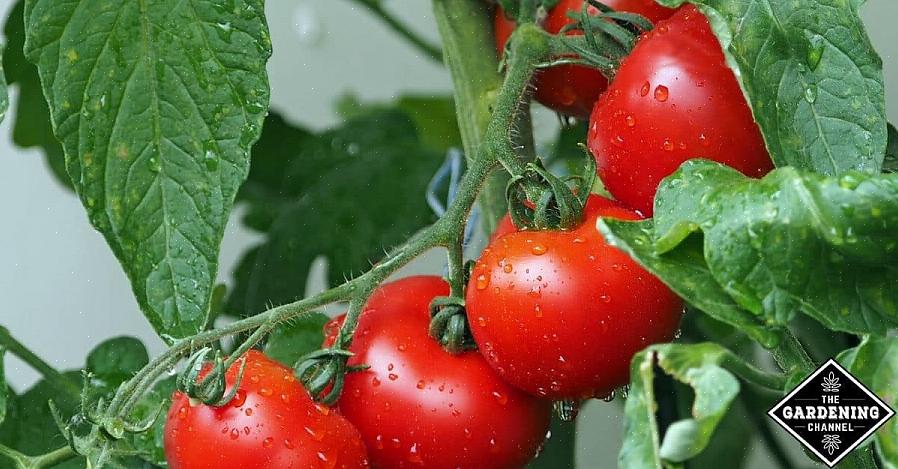 Les coupables qui propagent le virus de la flétrissure tachetée de la tomate sont les thrips