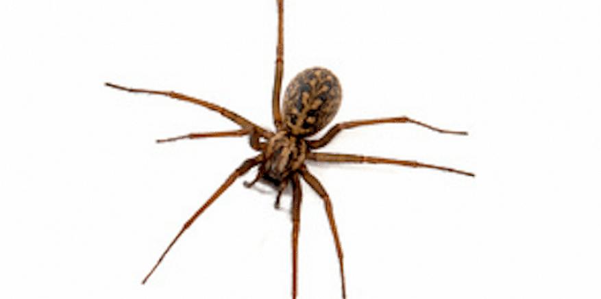 Toute personne soupçonnant une morsure d'araignée hobo doit consulter immédiatement un médecin
