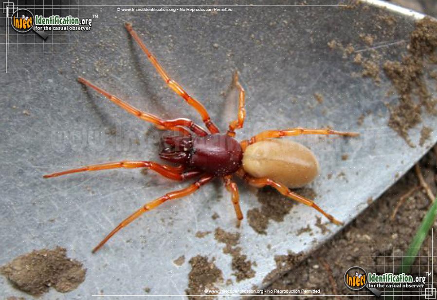 L'araignée sowbug peut mordre si elle est manipulée