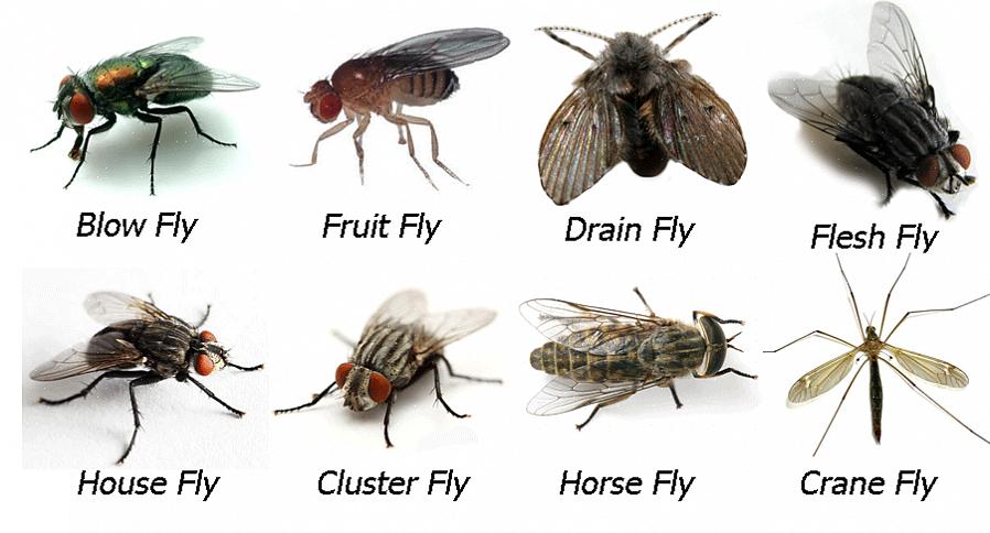 Comment savoir si la mouche hivernale est une mouche en grappe ou une autre grosse mouche