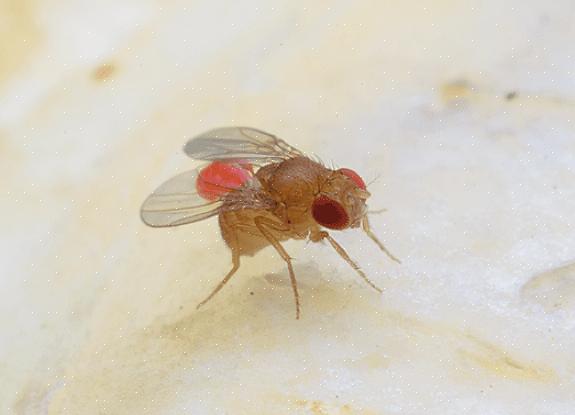 La meilleure solution pour une infestation de mouches phoridés est de localiser