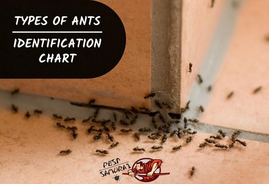 Les fourmis argentines mesurent généralement environ 0,30 cm de long