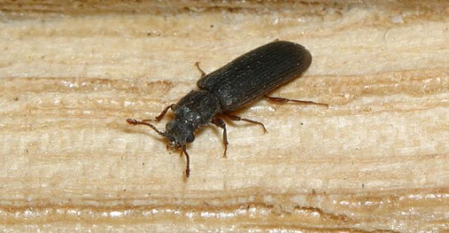La plupart des coléoptères en poudre aiment le bois à haute teneur en humidité