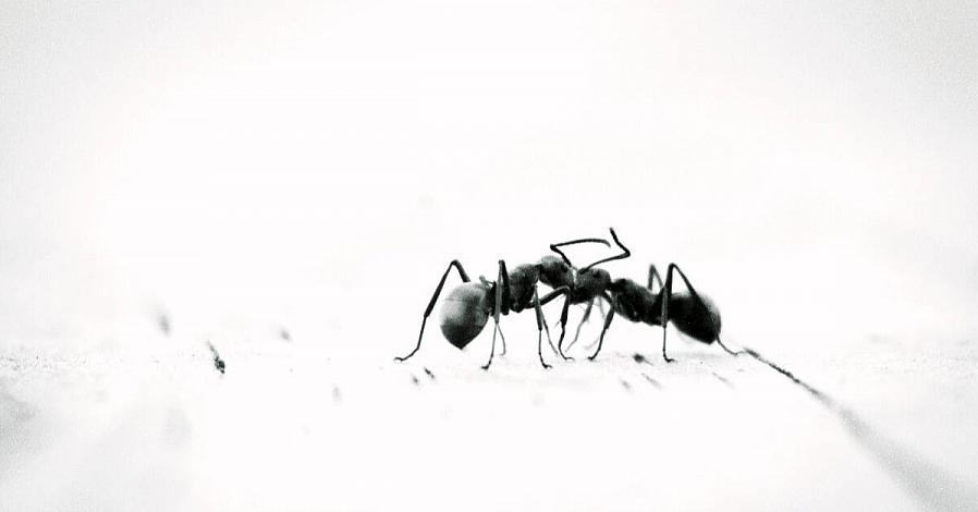 Frotter avec un nettoyant commercial est une bonne option pour éliminer la trace d'odeur de fourmi lorsque