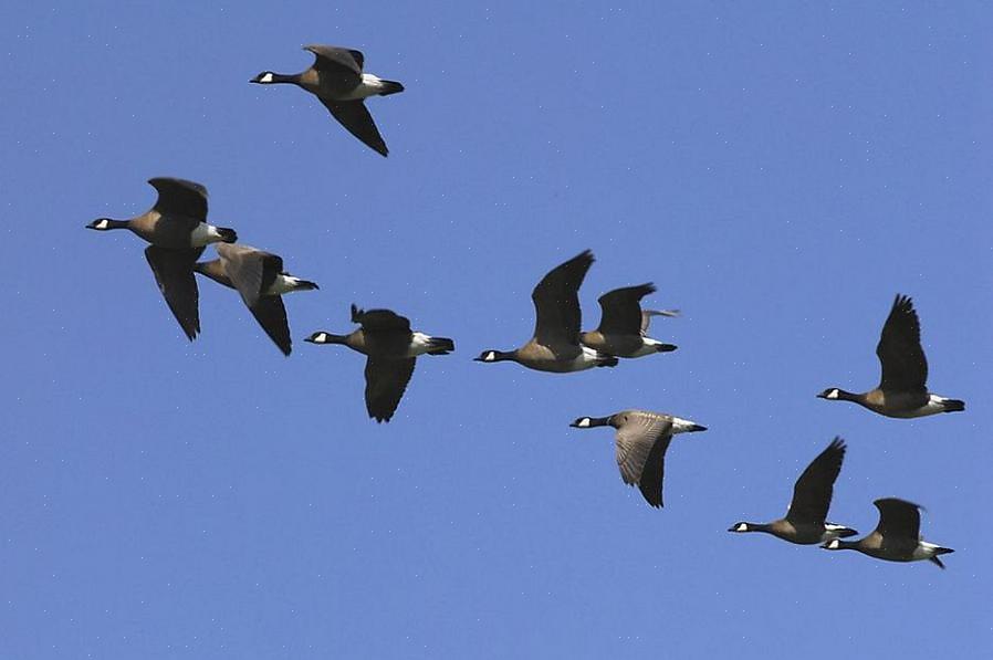 Les déjections d'oiseaux peuvent causer des glissades