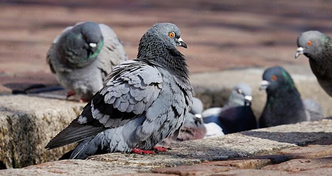 Dommages et maladies des oiseaux nuisibles