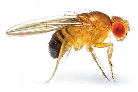 La meilleure façon de lutter contre les mouches des fruits est de prévenir le problème avant qu'il