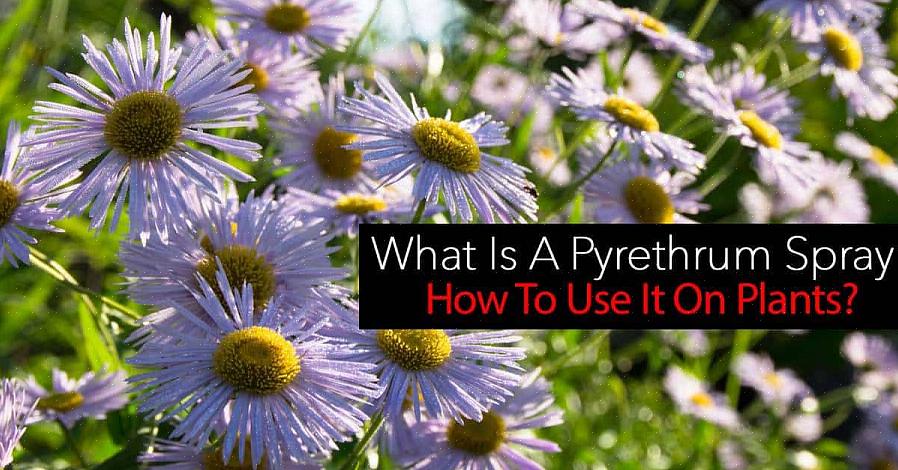 L'insecticide pyréthrine tue les insectes au contact car il est dérivé de la marguerite pyrèthre