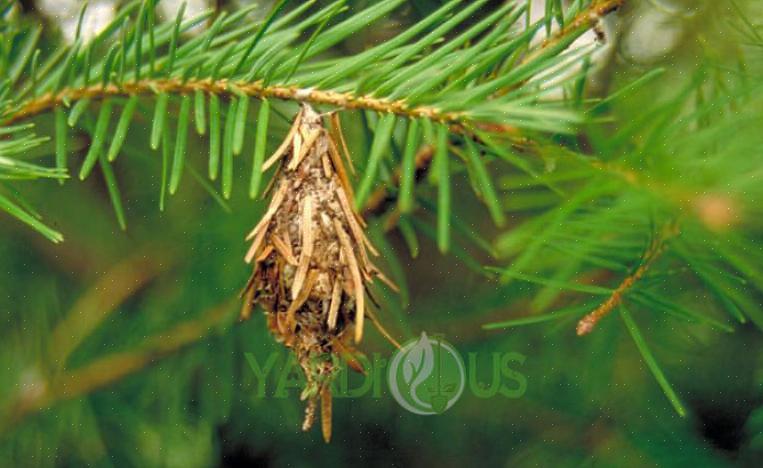 Les plantes hôtes environnantes avec des fleurs ont conduit à une augmentation de 70 pour cent