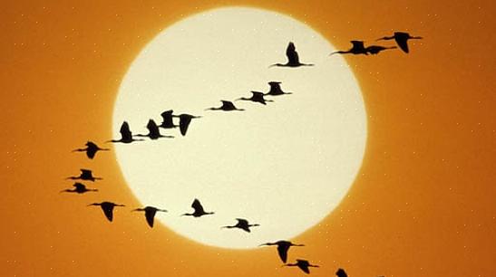 Les oiseaux sont plus susceptibles de rejoindre le chœur de l'aube lorsqu'ils atteignent leurs aires