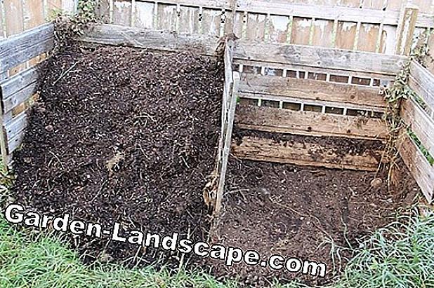 Le compost est une matière organique décomposée souvent utilisée comme amendement du sol pour ajouter