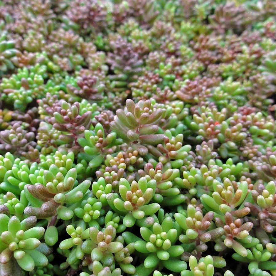 Sedum est facile à cultiver dans la plupart des régions