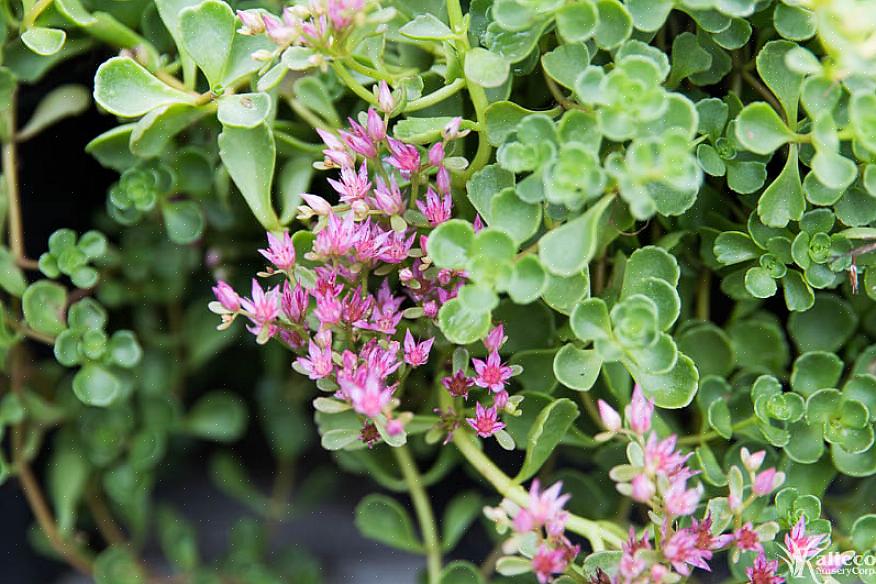 Sedum tetractinum 'Coral reef' est l'un des rares sedums à la couleur jaunâtre chaude