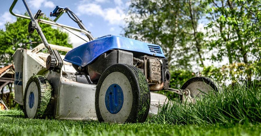 Une pelouse plus longue signifie que les brins d'herbe individuels (les feuilles) ont plus de surface