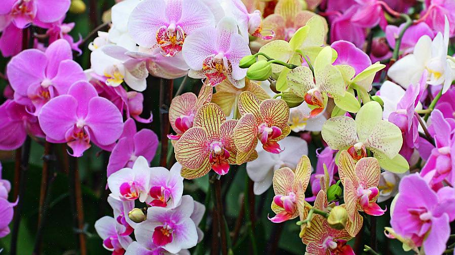 La capacité facile des orchidées à créer de nouvelles plantes est en partie due aux habitudes de croissance