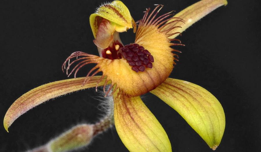 De nombreux genres d'orchidées se croisent facilement avec d'autres genres d'orchidées