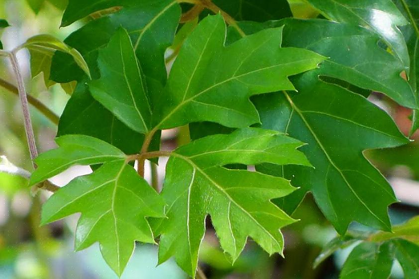 La plupart des espèces de Cissus sont bien adaptées à une faible luminosité