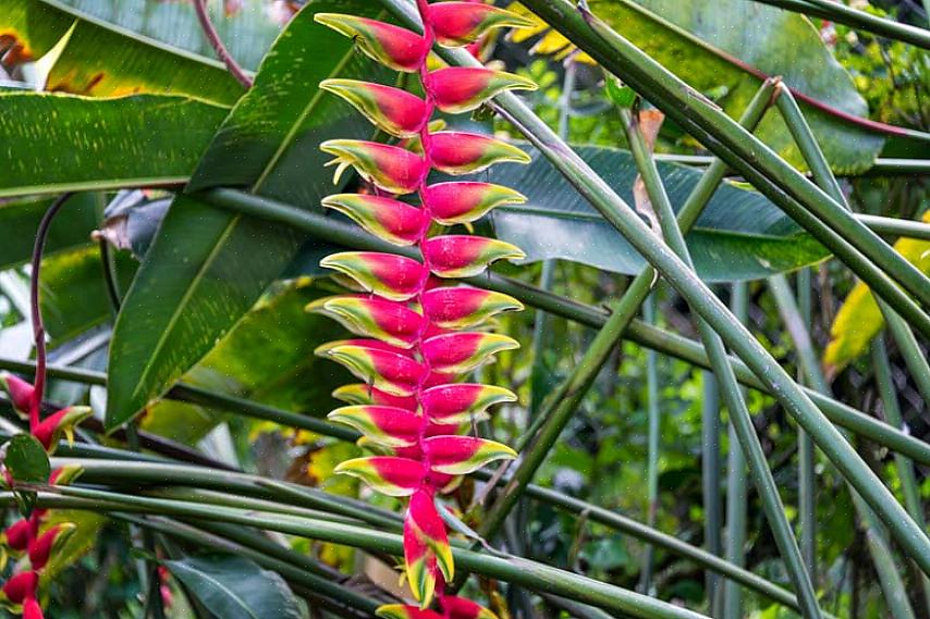 Ces plantes sont fortement cultivées dans les zones tropicales