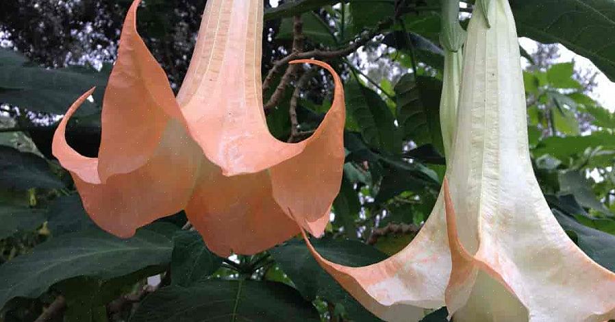 Il est courant de lire des reportages sur des personnes qui meurent d'un empoisonnement au Datura après